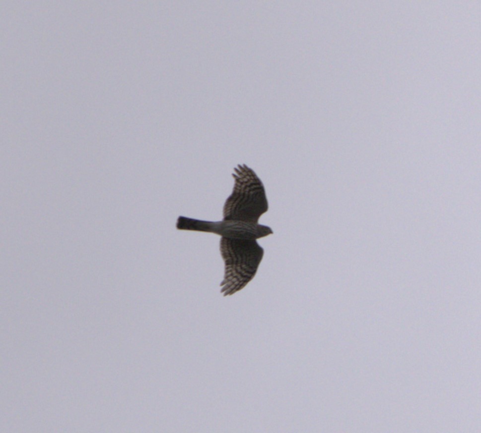 Sharp-shinned Hawk (Northern) - David Nicosia