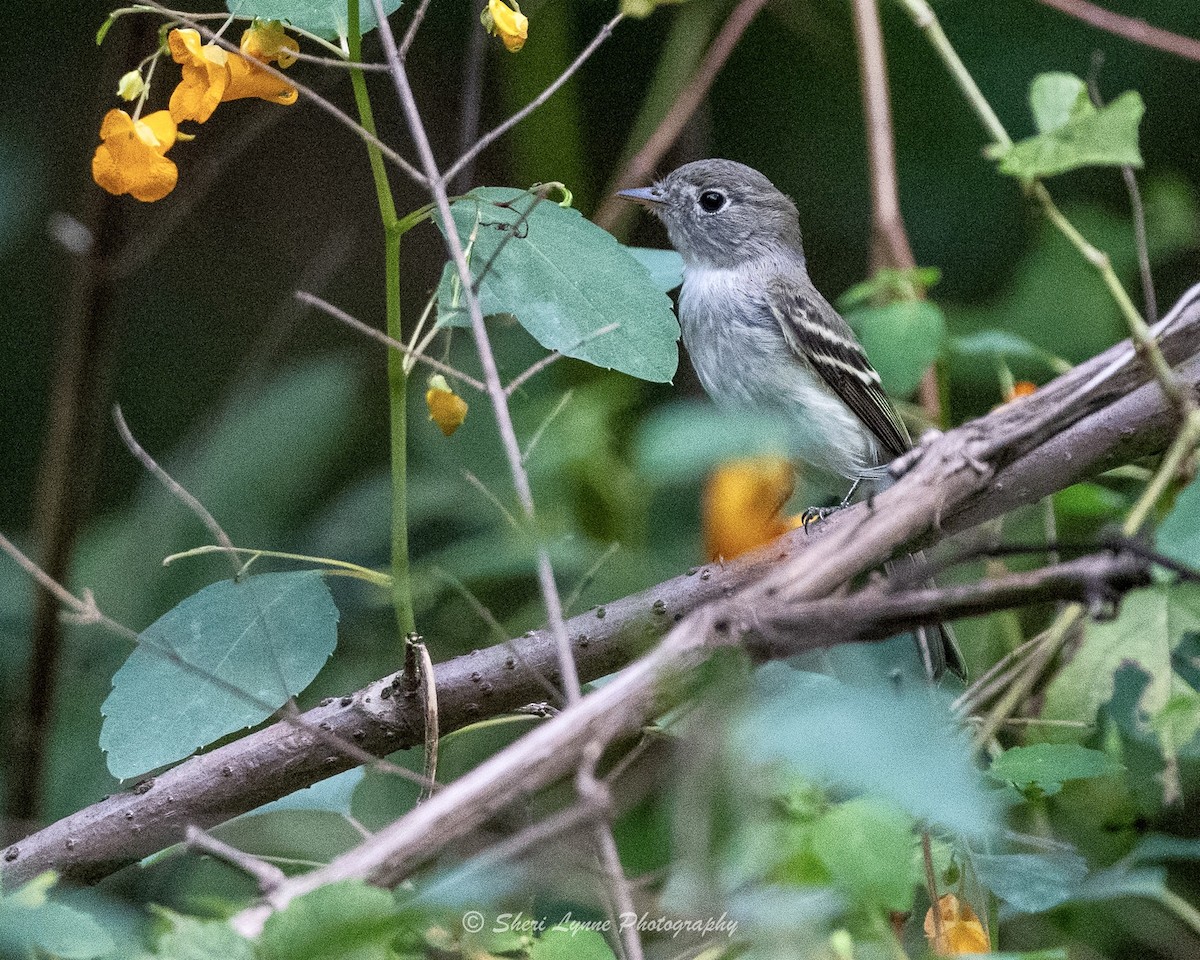 Moucherolle tchébec - ML608835481