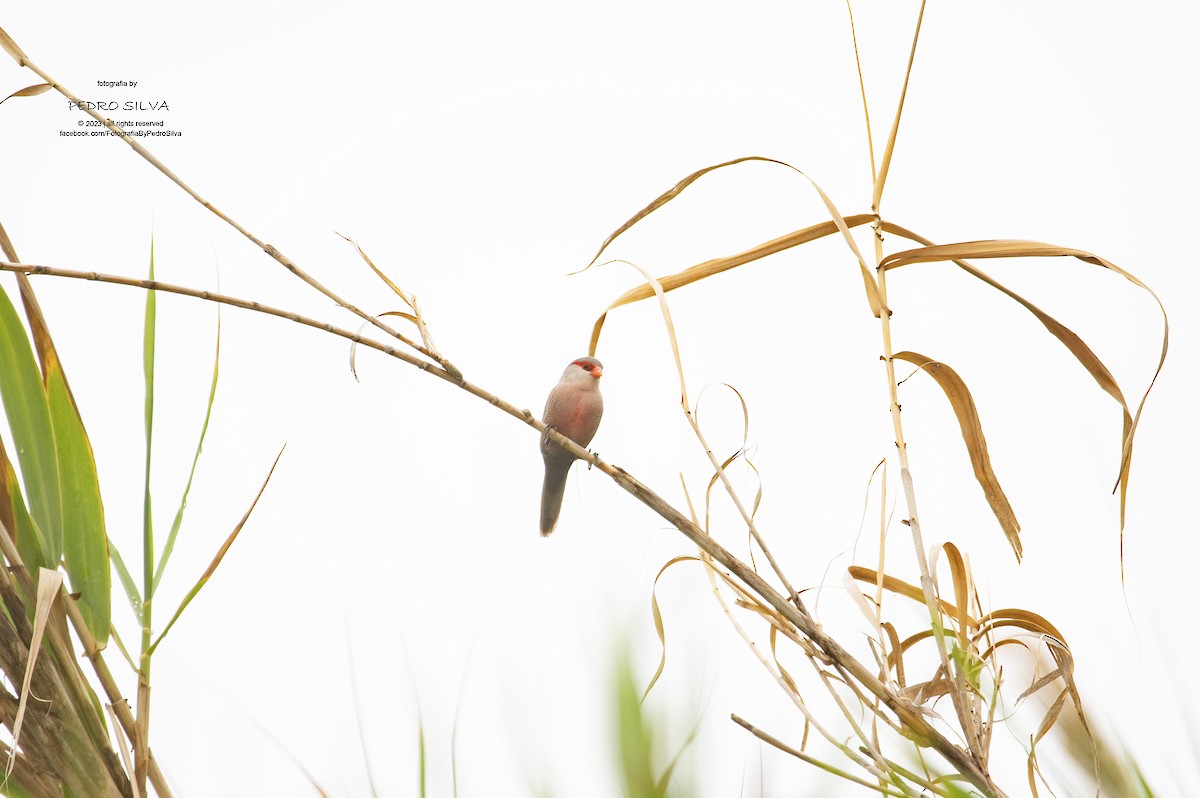 Common Waxbill - ML608835496