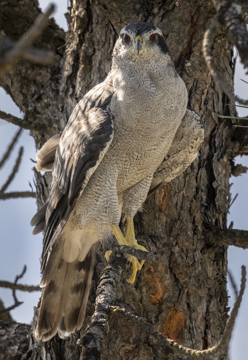 American Goshawk - ML608835739