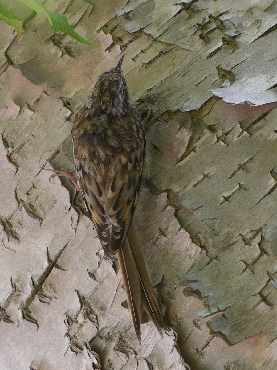 Brown Creeper - Wendy Hill