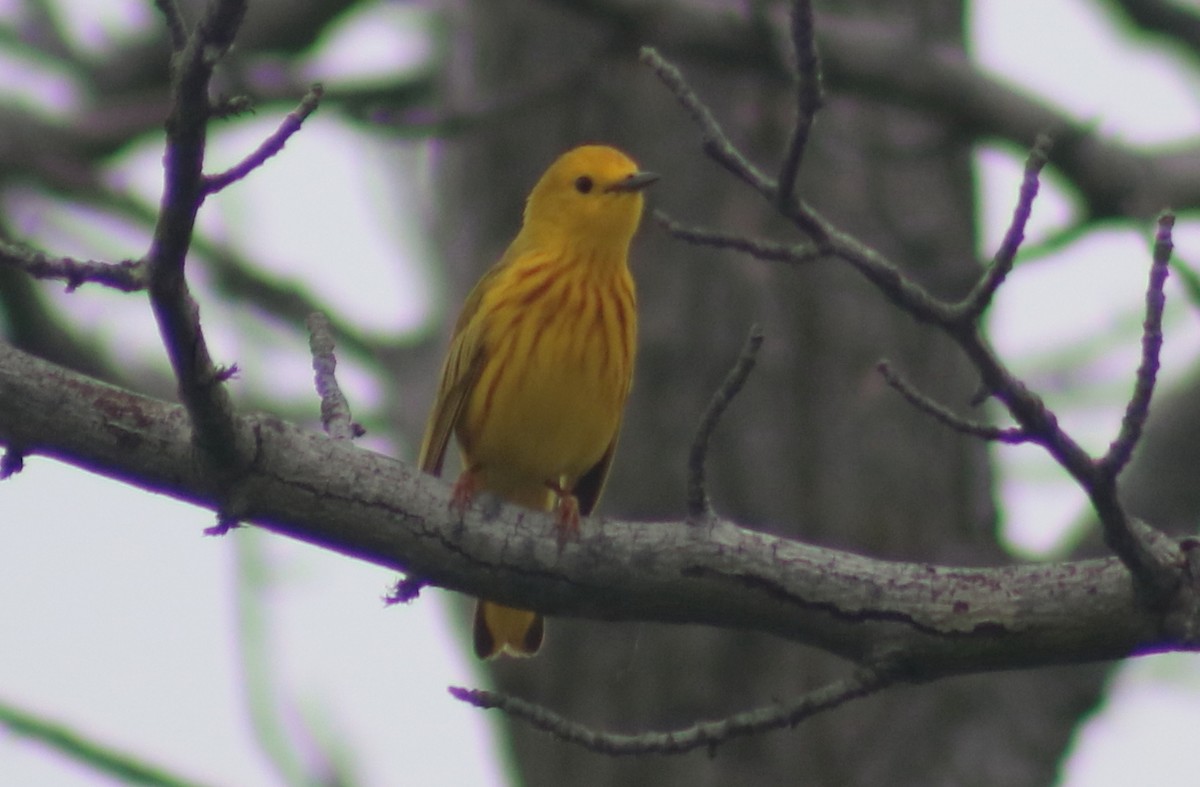 Yellow Warbler - Terry Lang