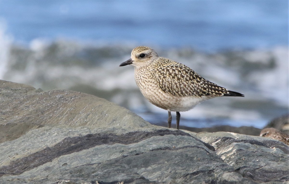 Black-bellied Plover - ML608835880