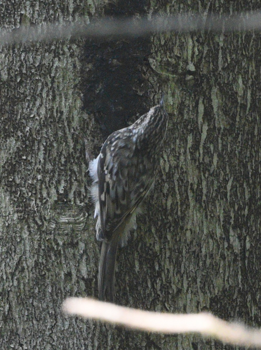 Brown Creeper - ML608835890