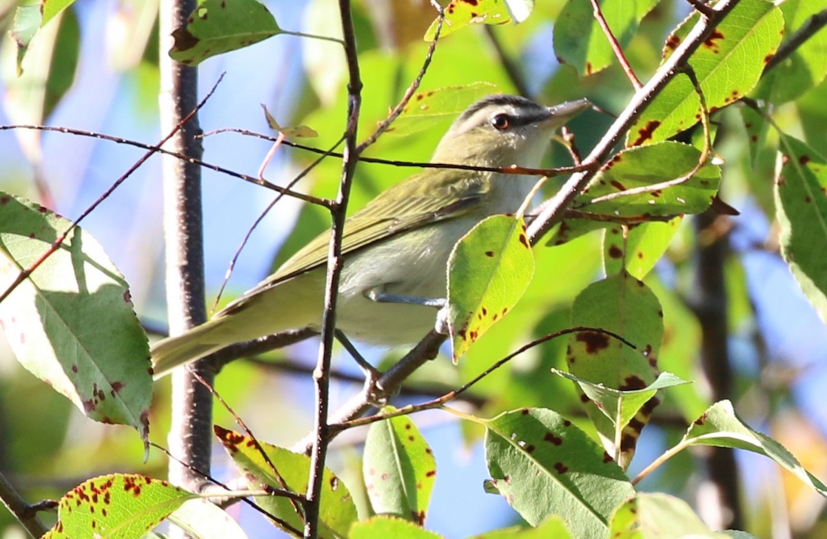 Red-eyed Vireo - ML608835943