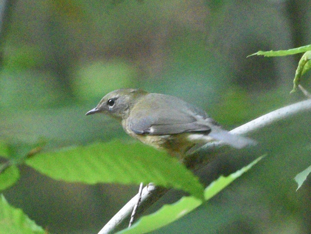 Black-throated Blue Warbler - Wendy Hill