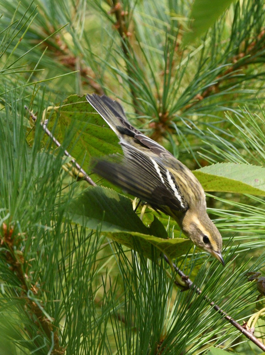 Blackburnian Warbler - ML608835984