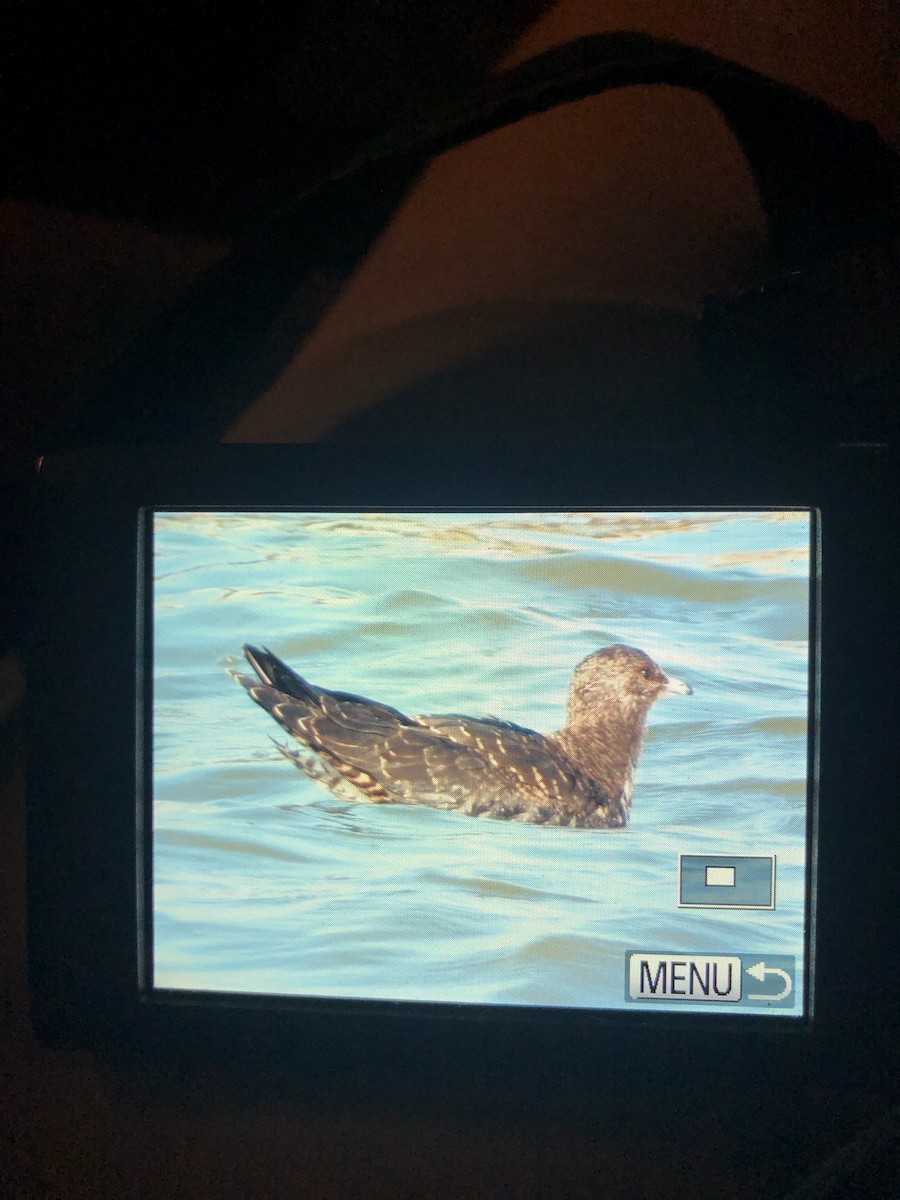 Parasitic Jaeger - Susan Foster