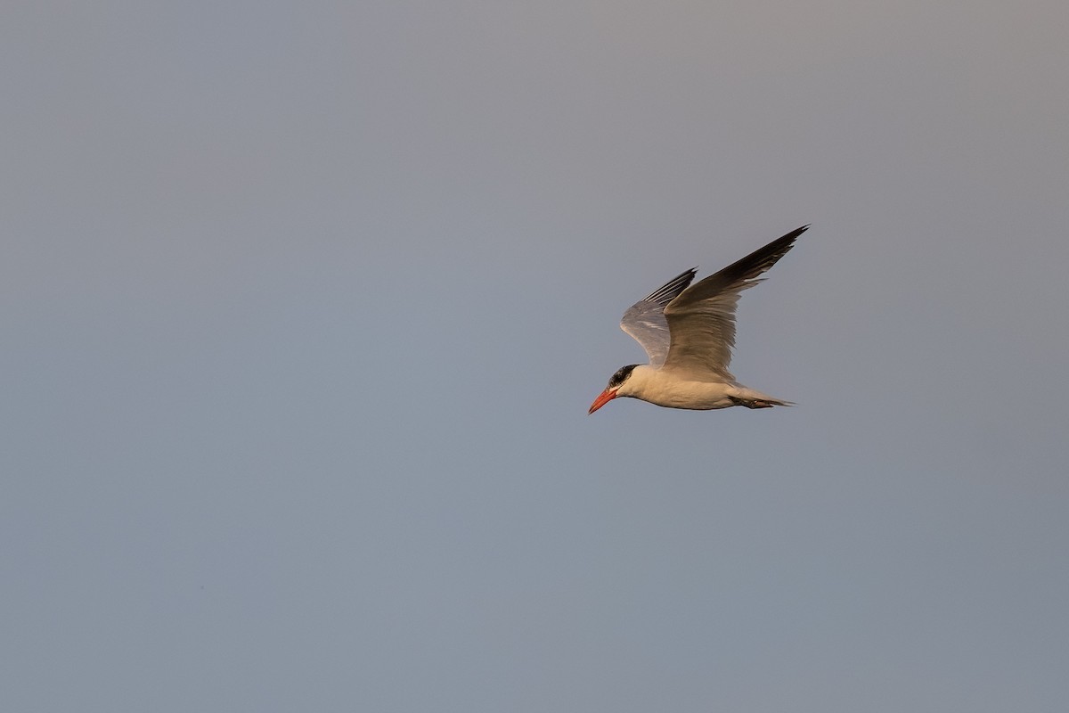 Caspian Tern - ML608836241