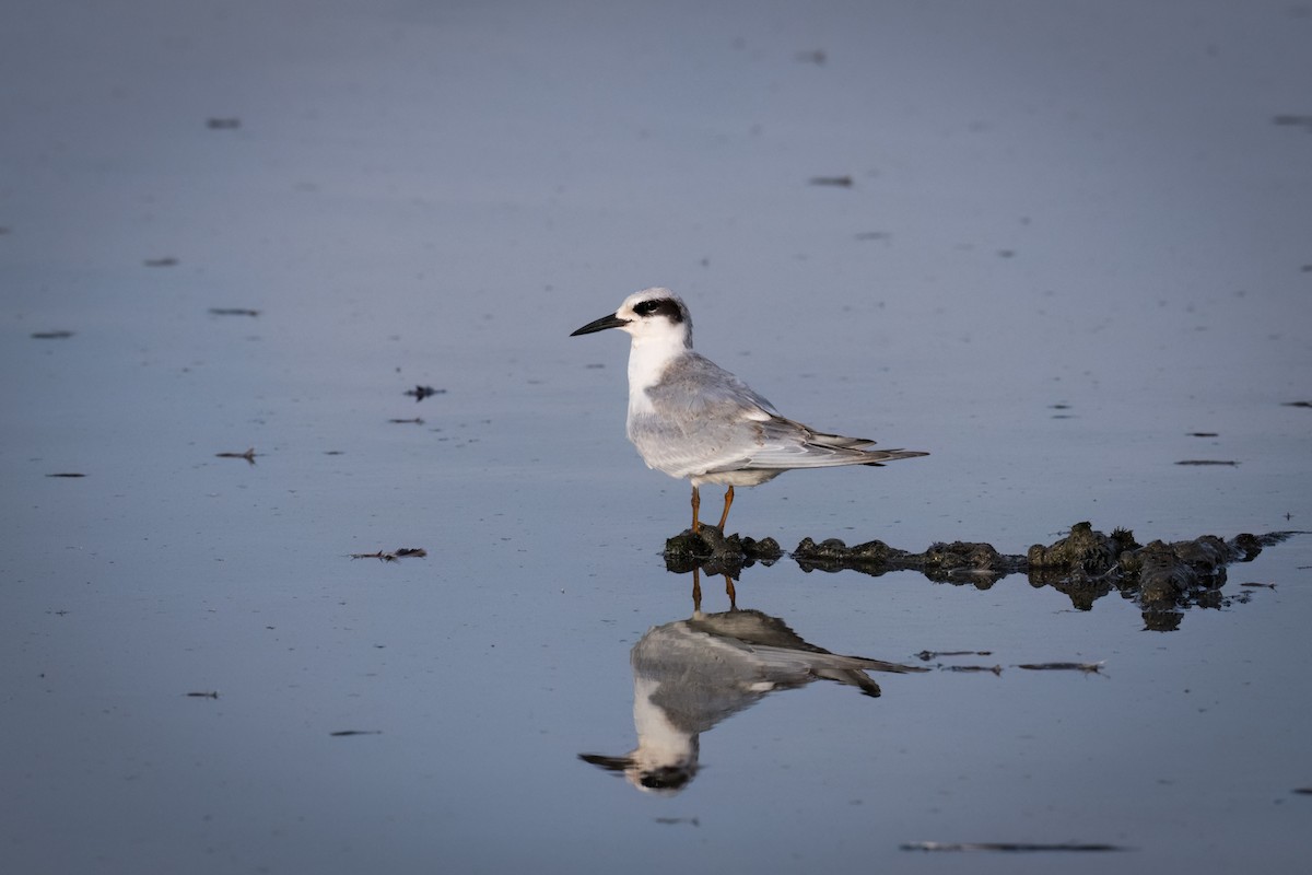 Forster's Tern - ML608836244