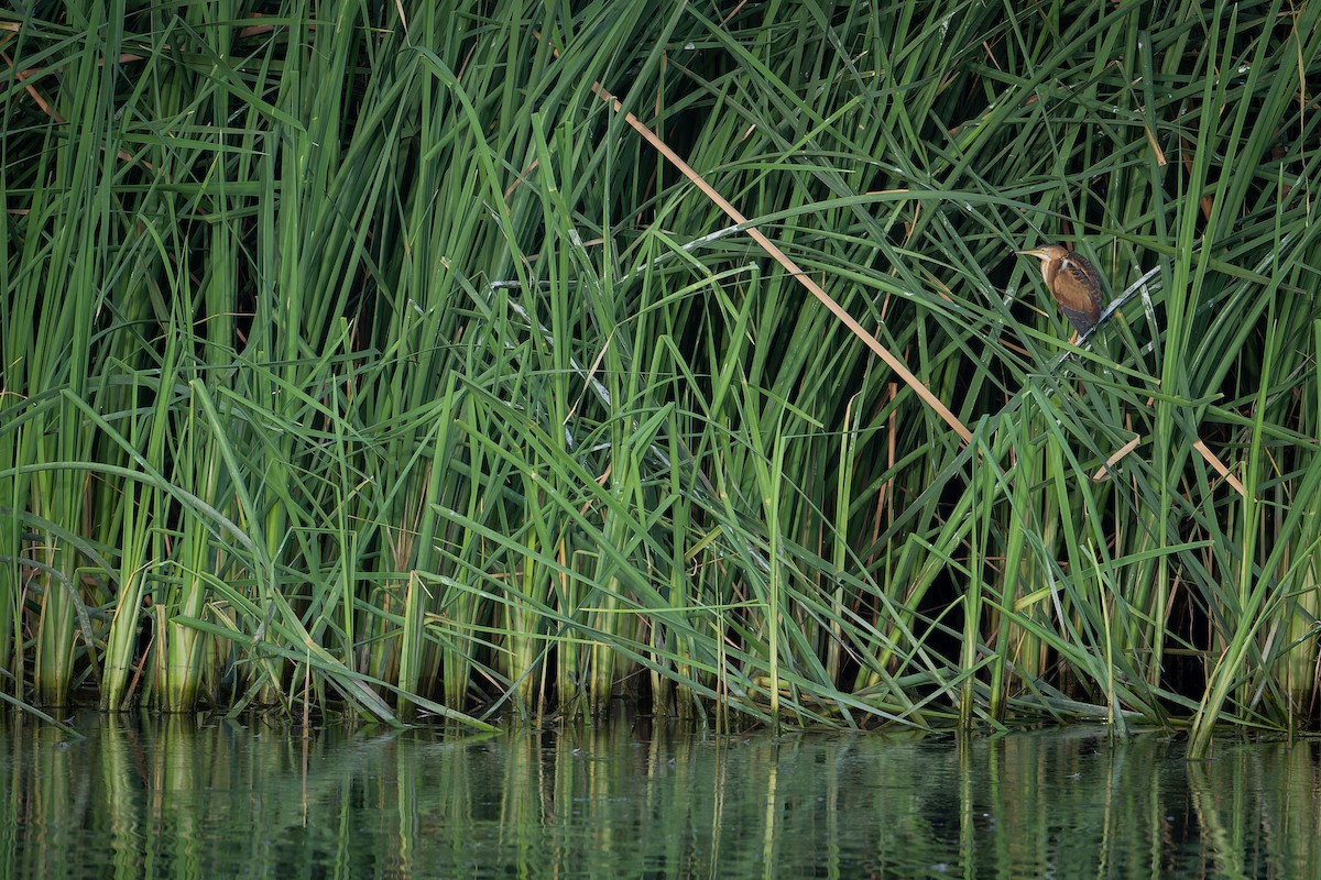 Least Bittern - ML608836264