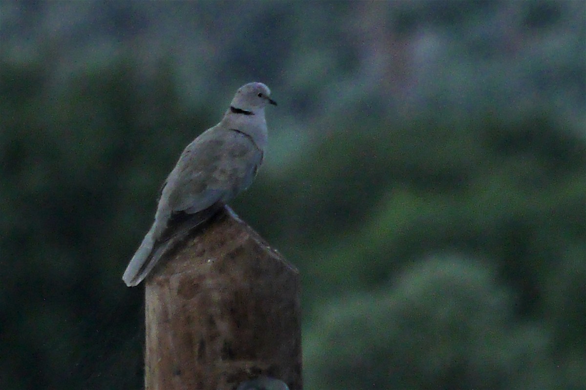 Eurasian Collared-Dove - ML608836348