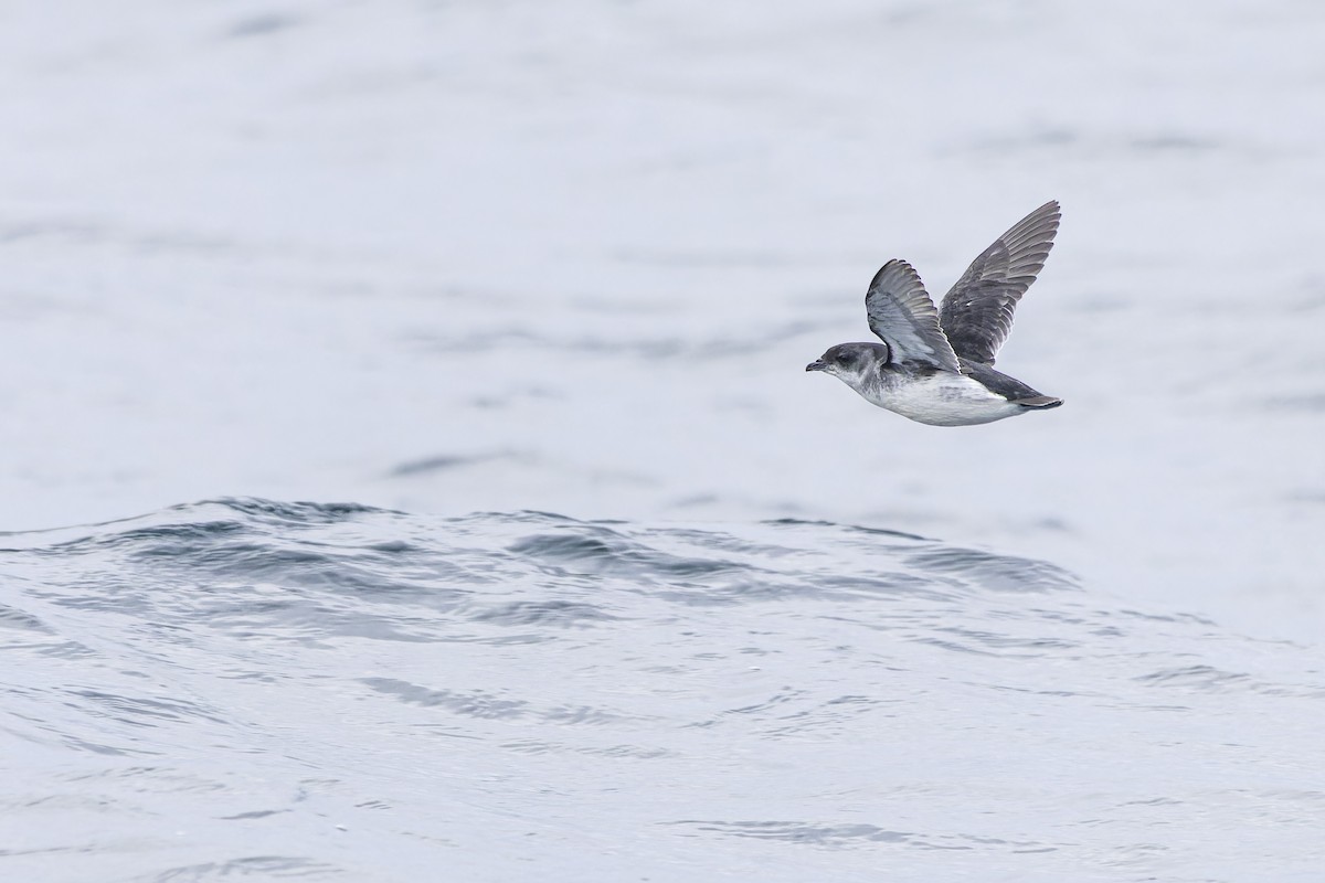 Common Diving-Petrel - Oscar Thomas