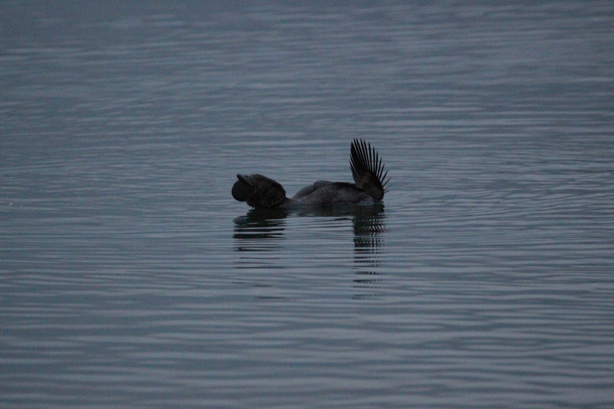 Musk Duck - ML60883671