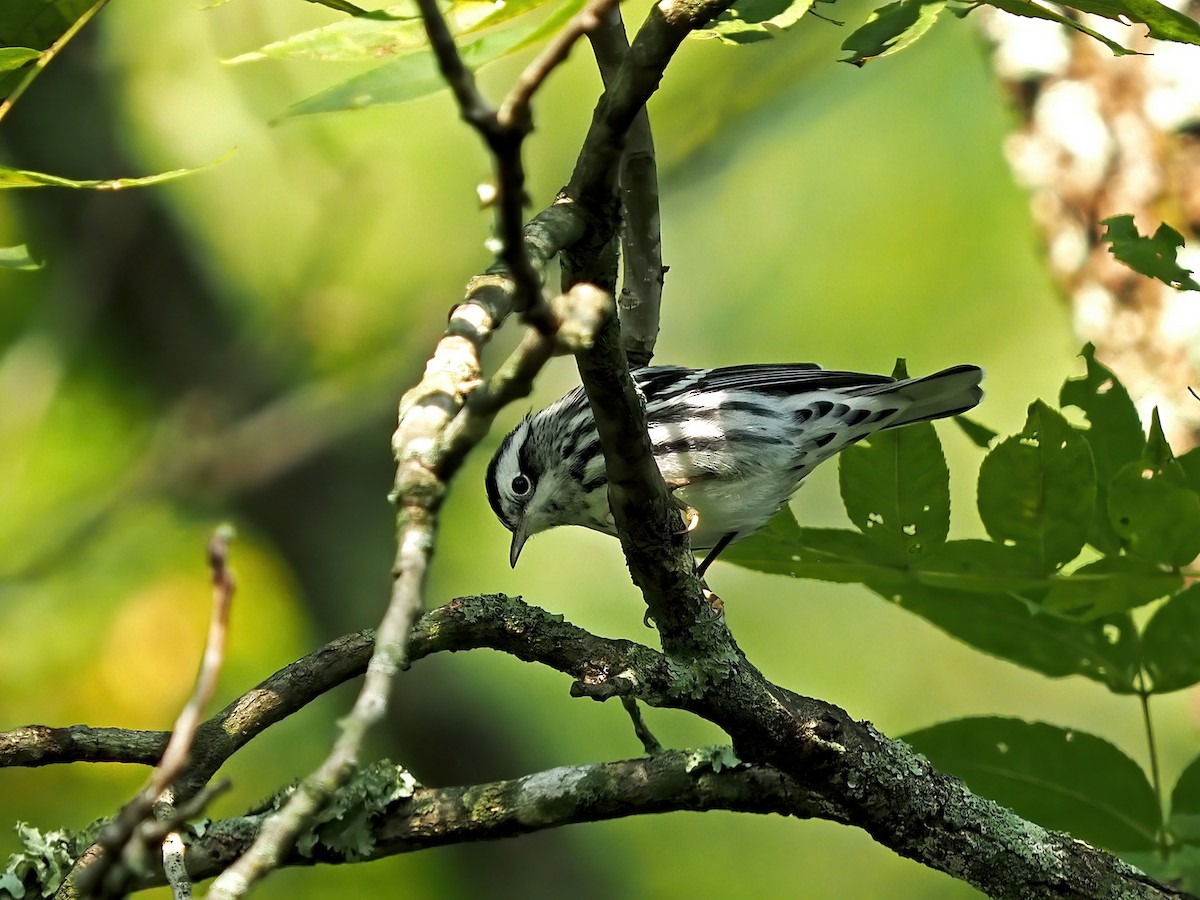 Black-and-white Warbler - ML608836818