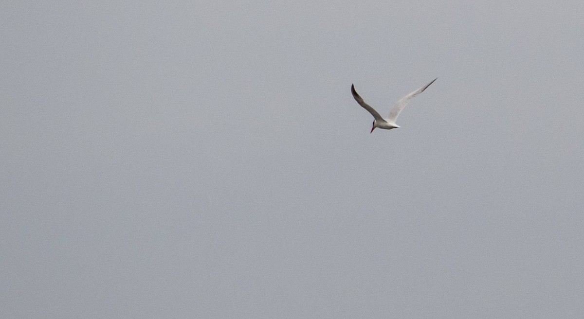 Caspian Tern - ML608836872