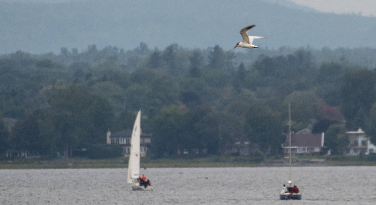 Caspian Tern - ML608836873