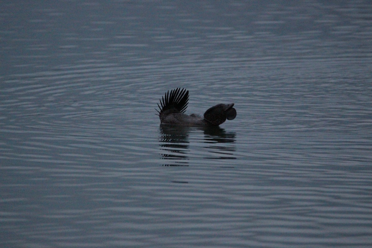 Musk Duck - ML60883701