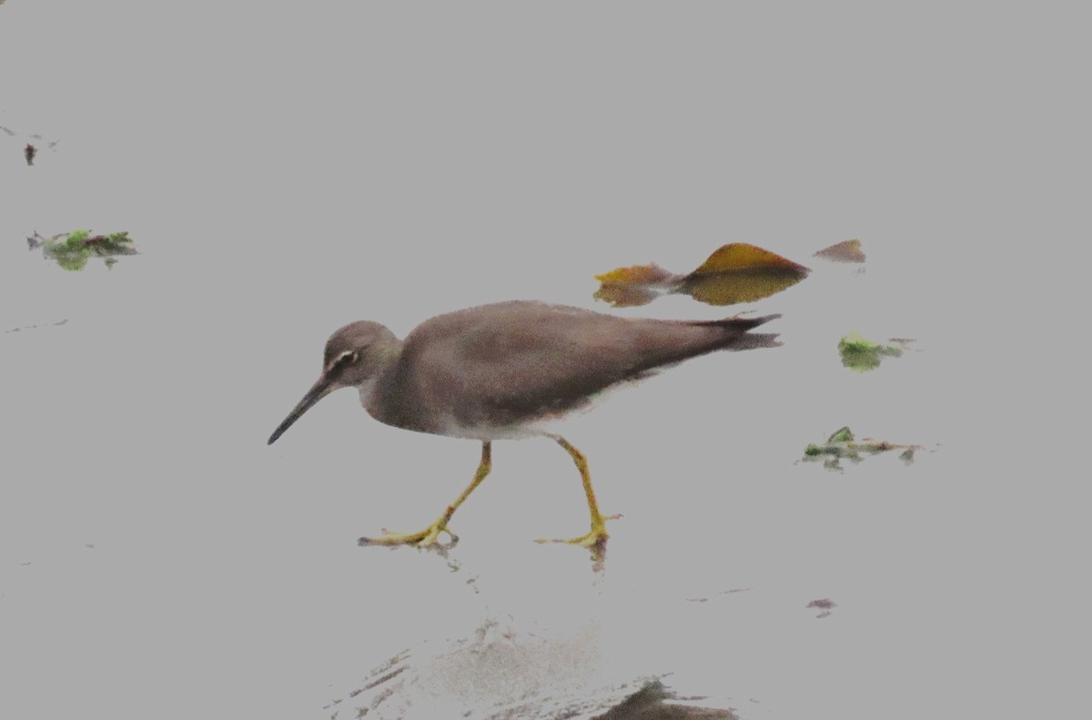 Wandering Tattler - ML608837024