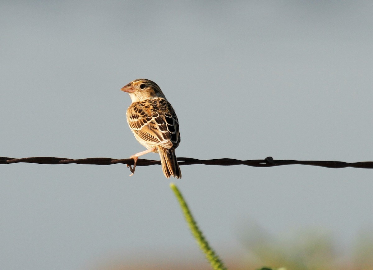 Grasshopper Sparrow - ML608837044