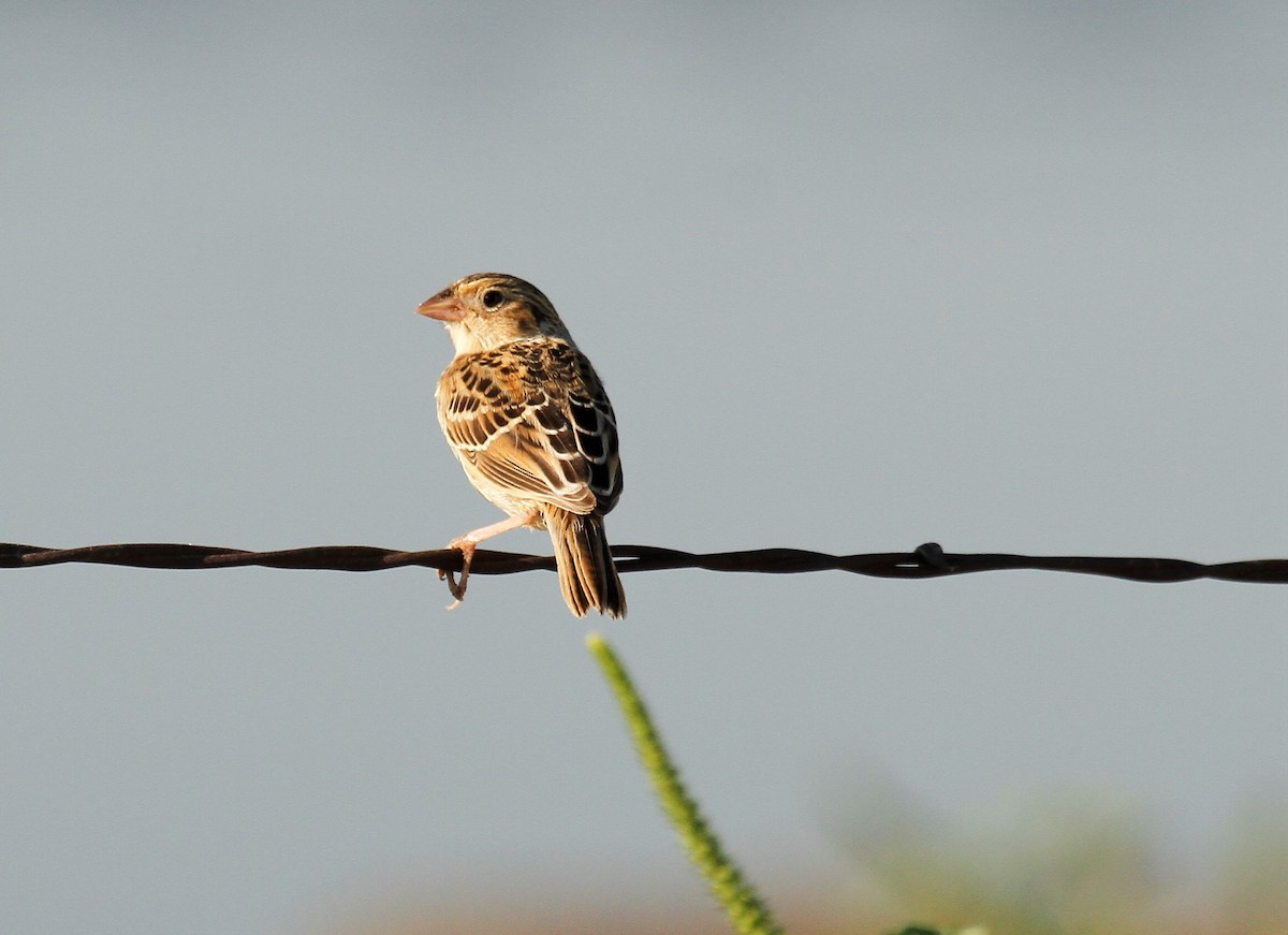 Chingolo Saltamontes - ML608837044