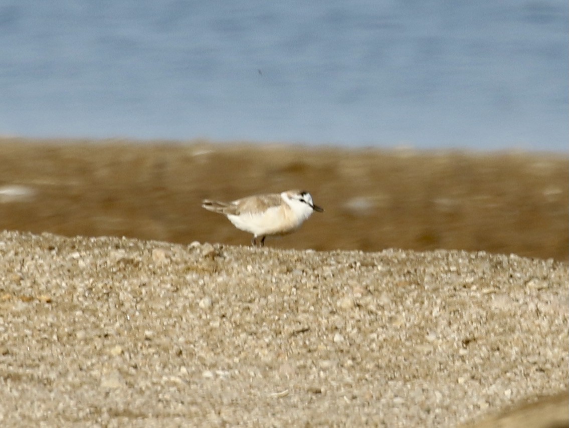 White-fronted Plover - ML608837054