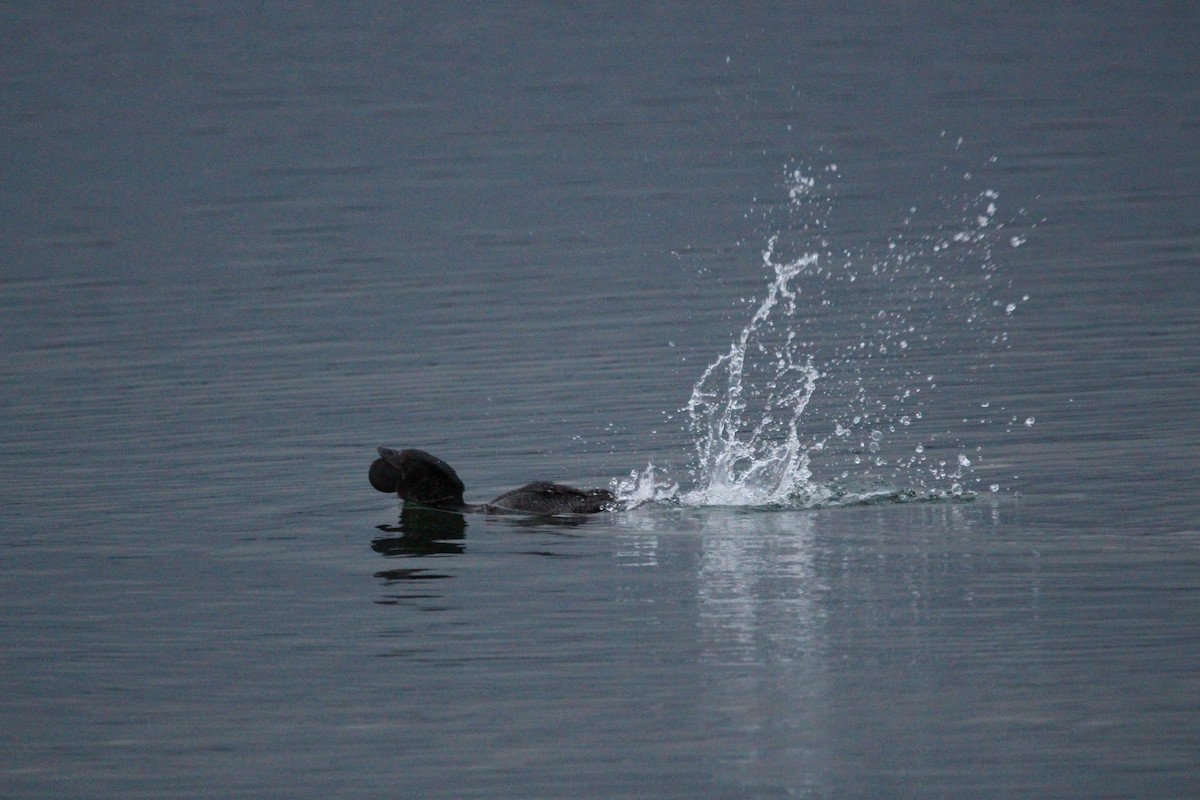 Musk Duck - ML60883711