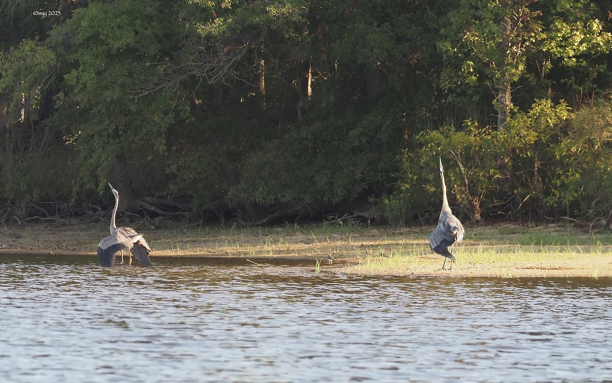 Great Blue Heron - ML608837154