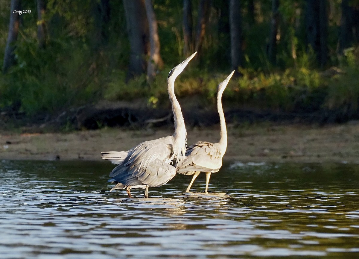 Great Blue Heron - ML608837155