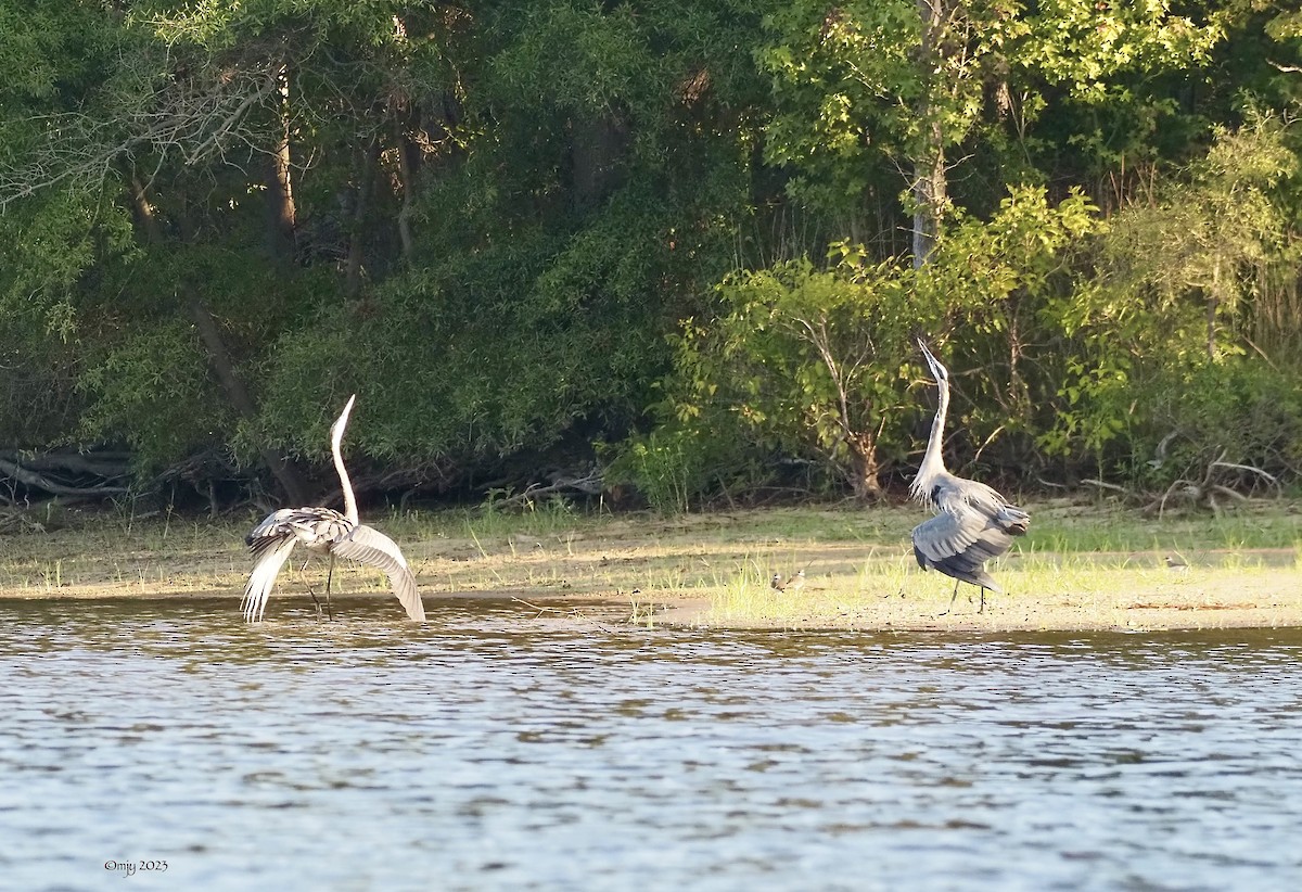 Great Blue Heron - ML608837156