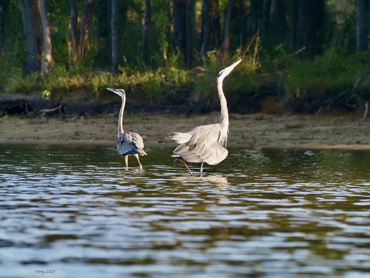 Great Blue Heron - ML608837157