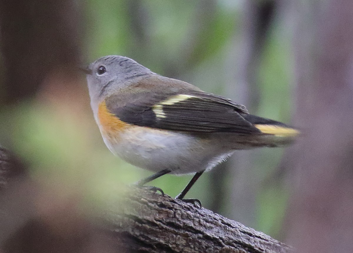 American Redstart - ML608837183