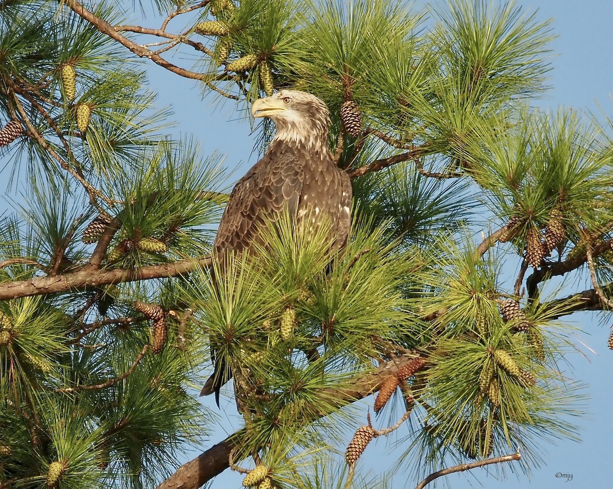 Bald Eagle - ML608837200