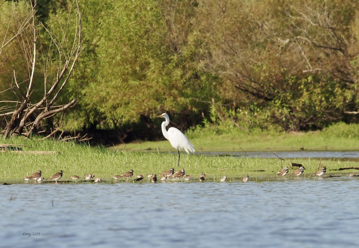 Least Sandpiper - ML608837226