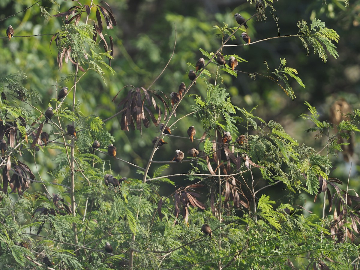 Gray-headed Munia - ML608837228