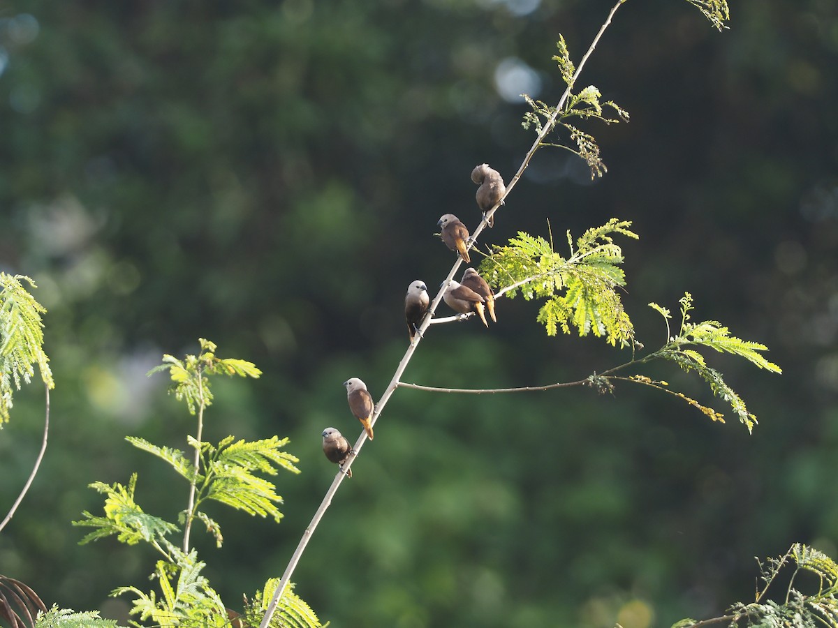 Gray-headed Munia - ML608837237