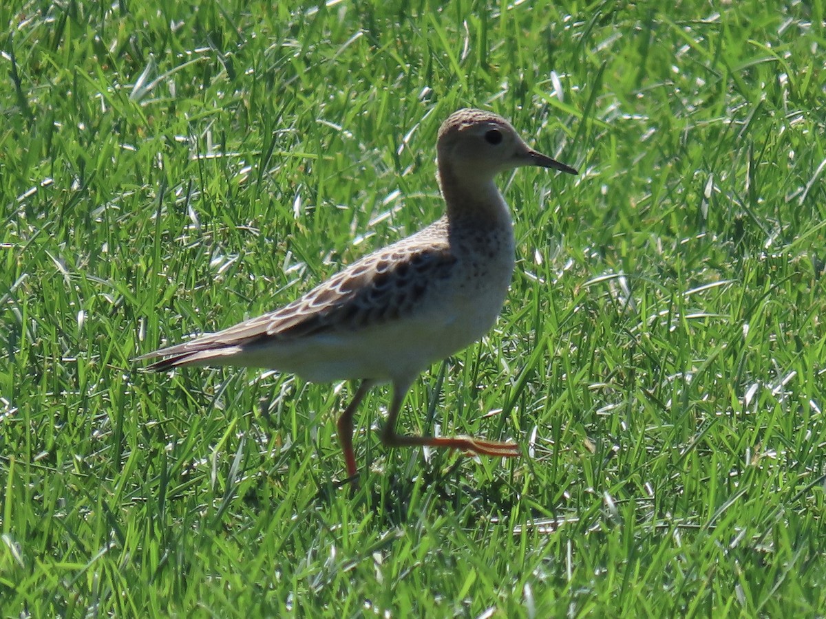 Buff-breasted Sandpiper - ML608837238