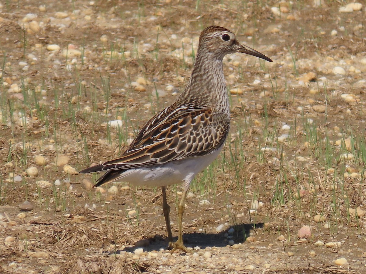 Pectoral Sandpiper - ML608837242