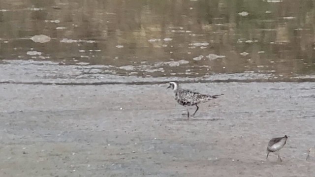 American Golden-Plover - ML608837250