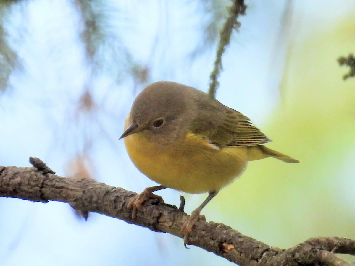 Nashville Warbler - ML608837309