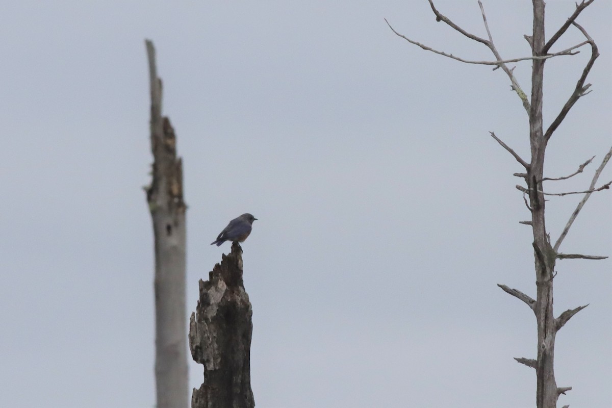 Eastern Bluebird - ML608837319