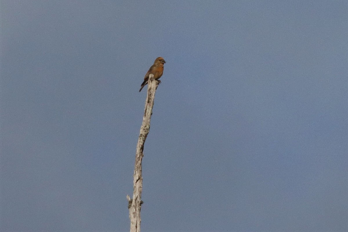 Red Crossbill (Ponderosa Pine or type 2) - ML608837330