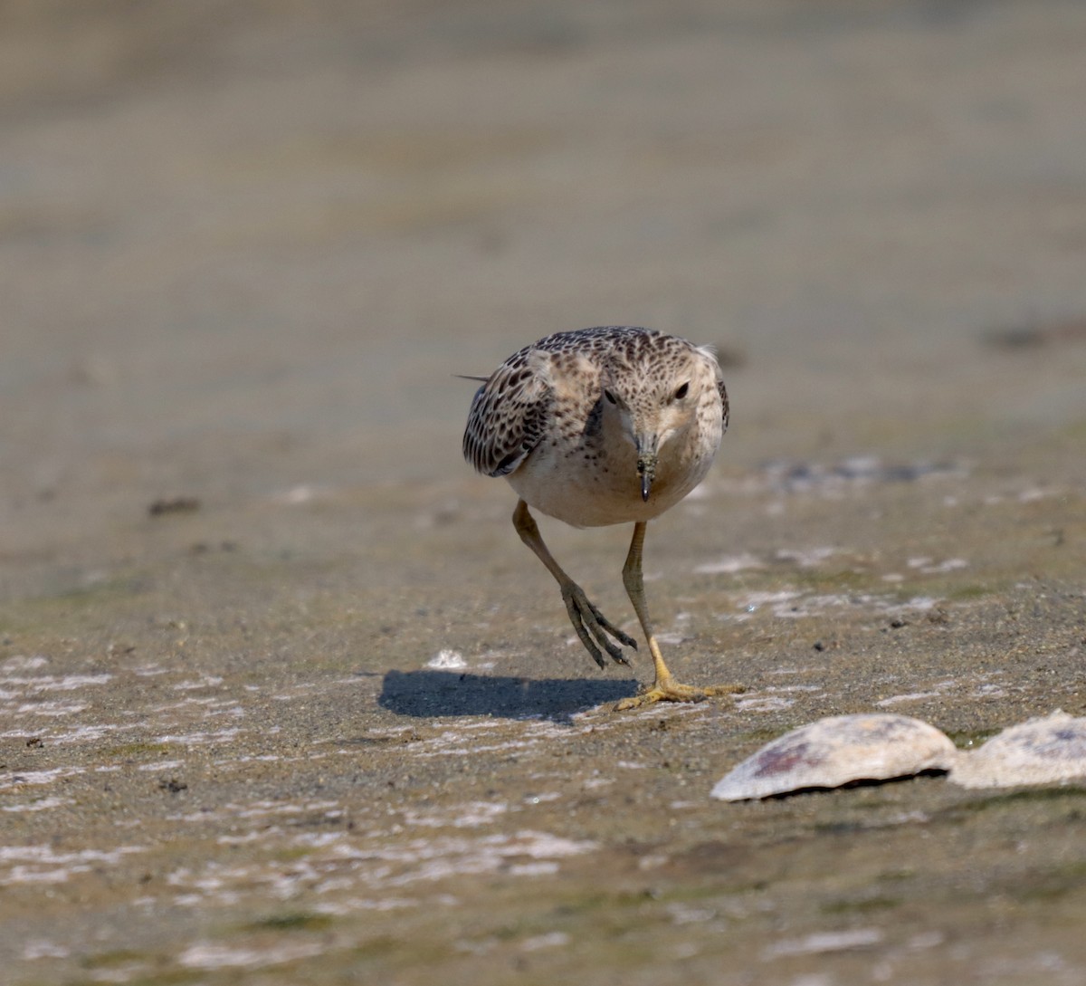 Buff-breasted Sandpiper - ML608837341