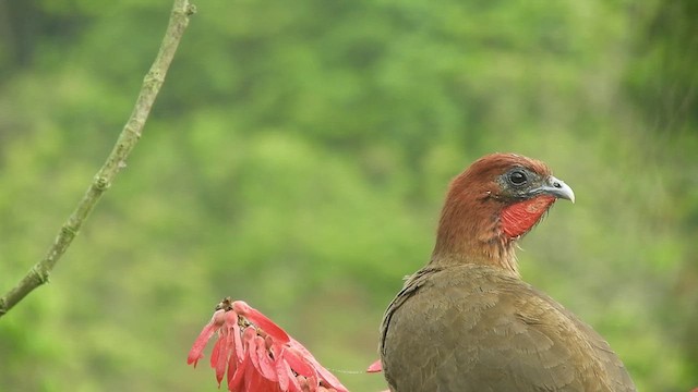 Rufous-headed Chachalaca - ML608837356