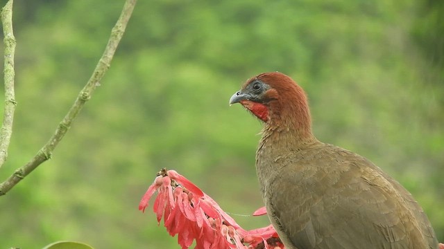 Rufous-headed Chachalaca - ML608837358