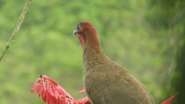 Rufous-headed Chachalaca - ML608837363