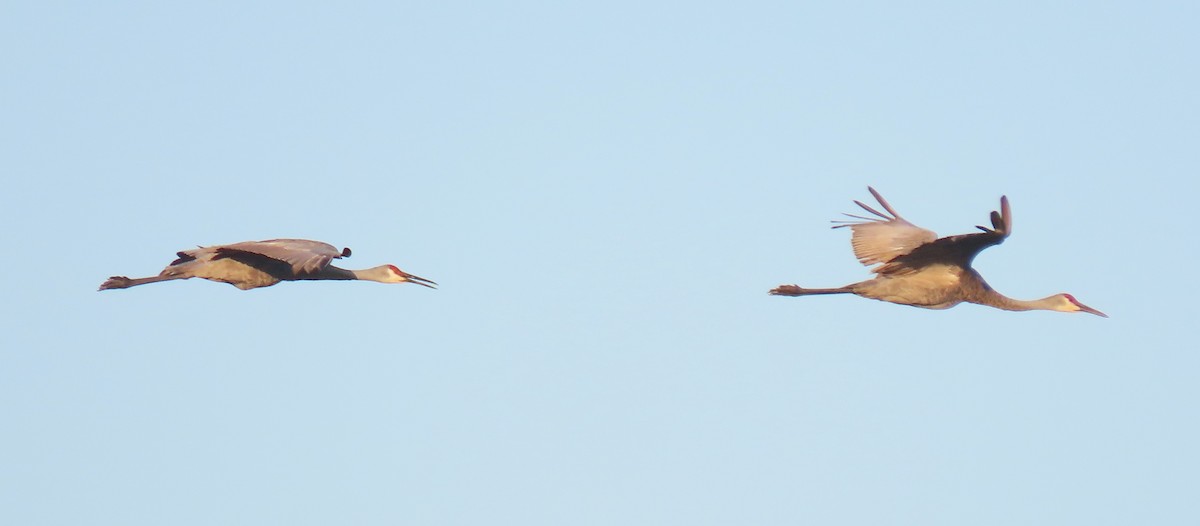 Sandhill Crane - ML608837368