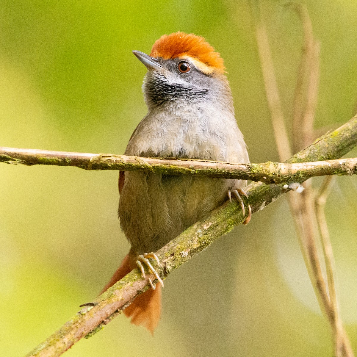 Rufous-capped Spinetail - ML608837471