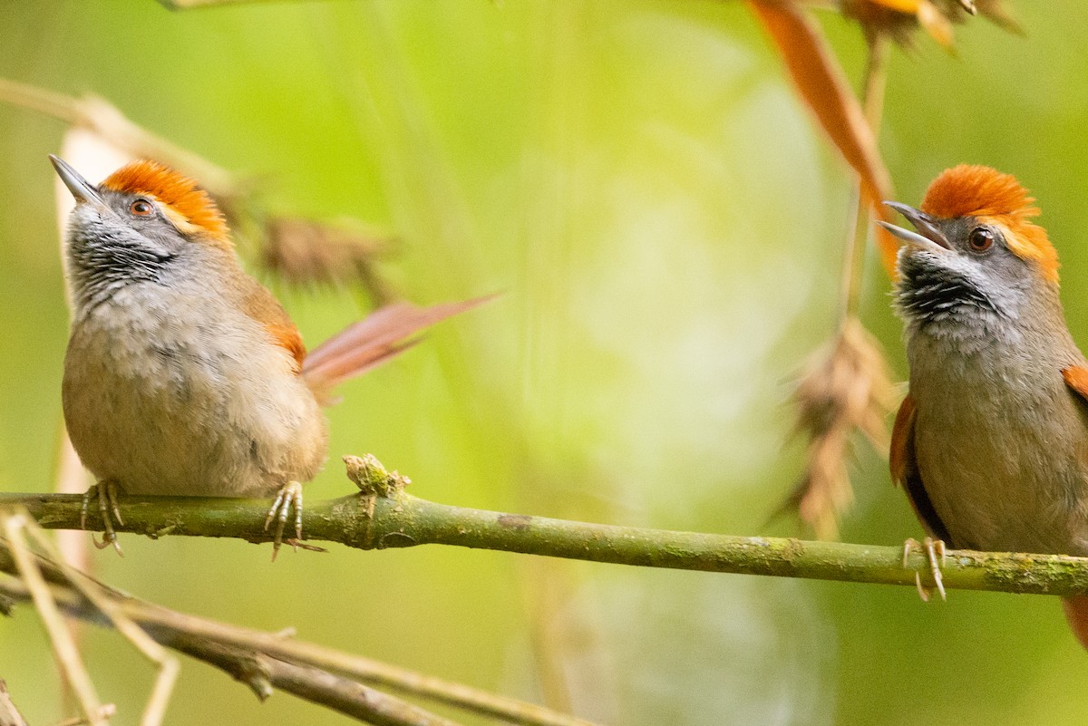 Rufous-capped Spinetail - ML608837480