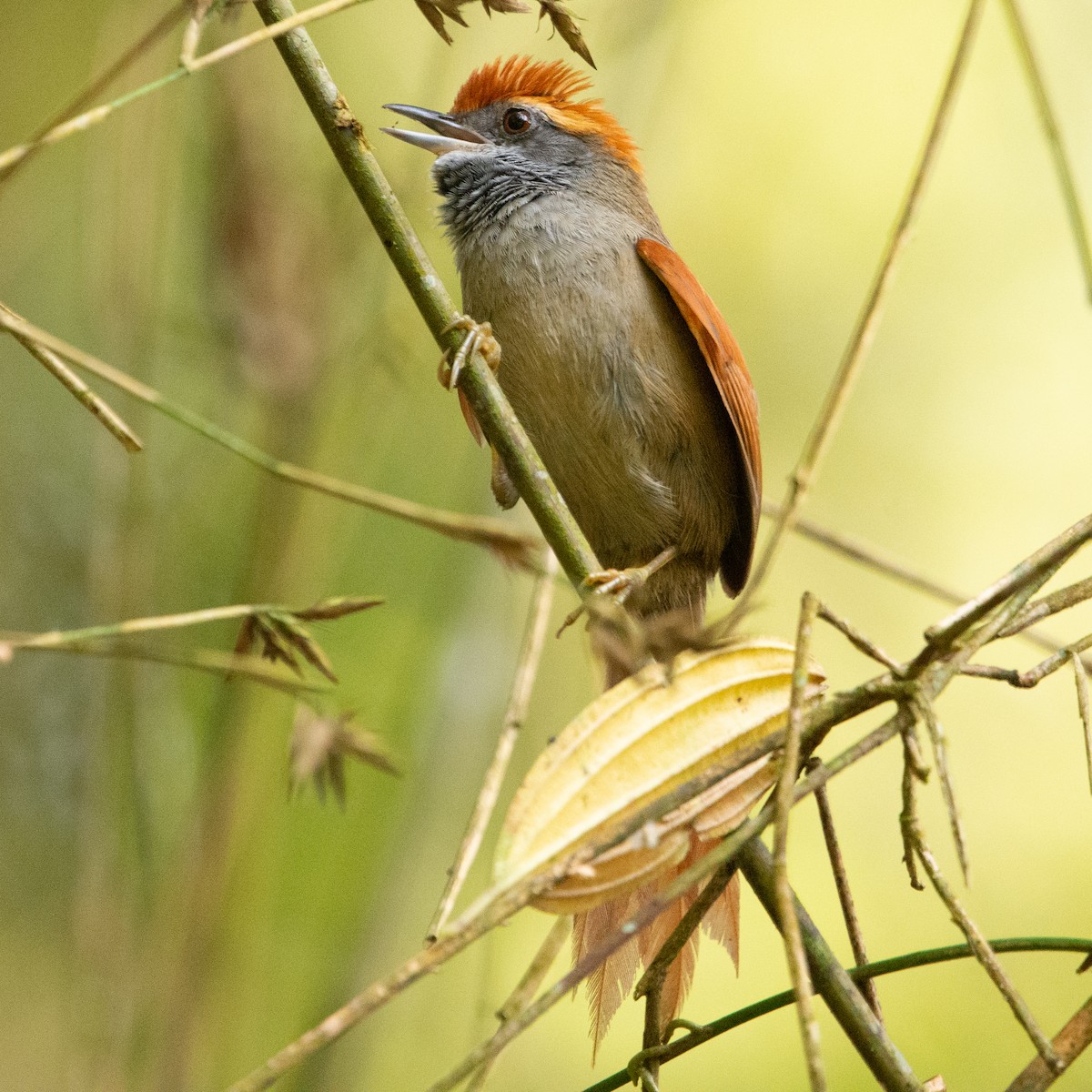 Rufous-capped Spinetail - ML608837484